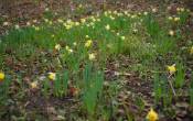 daffodils-1000.jpg