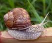 roman-snail-2.jpg