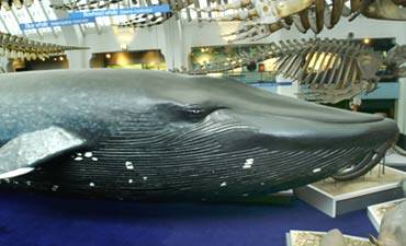 blue-whale-slide_13435_1.jpg