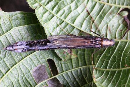 ship timber beetle Lymexilidae Atractocerus brevicornis.JPG