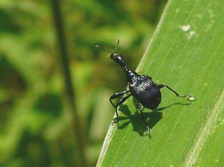 NaturePlus: Beetle blog: A Necessary Weevil - Collecting in Southern China,  April 2012 - Part 2