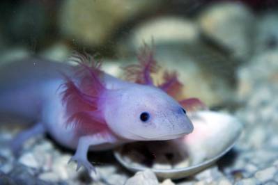 Albino axolotl - by Orizatriz.jpg