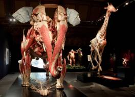 animal-inside-out-exhibition.jpg