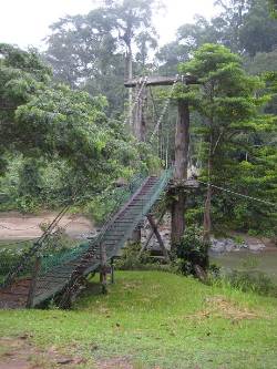 Bridge into the forest