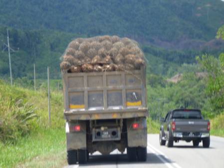 Oil-palm-produce.jpg