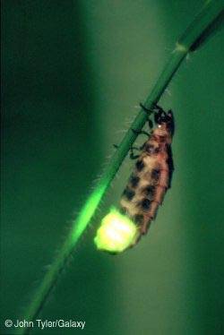 Glow-worm_John_Tyler_Copyright_Galaxy_Picture_Library_1.jpg