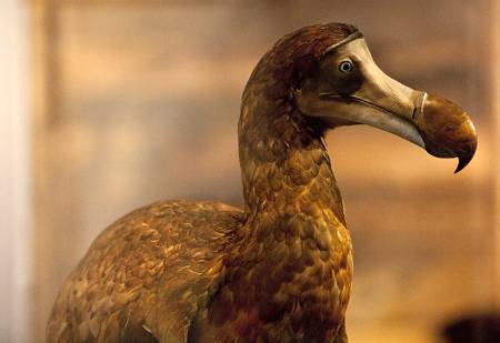 extinction-dodo-copyright-natural-history-museum.jpg