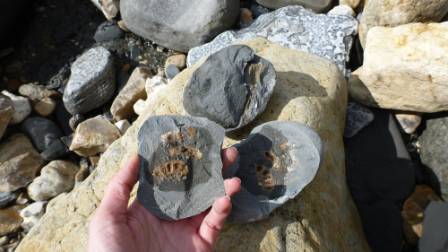 Ammonite fossil inside broken rock.JPG