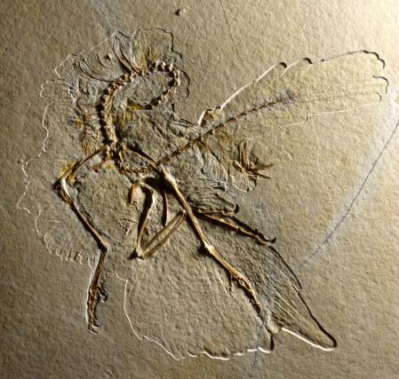 Der-neue-Archaeopteryx-Nr.11-P1170467-1500.jpg