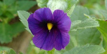 Solanum-herculeum-a-narrow-endemic-from-southern-Spain-490x250.jpg