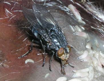 Blue bottle fly - Calliphora vicina - forensic entomology.jpg
