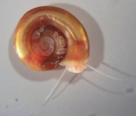 aquatic snail Biomphalaria species, part of schistosome life cycle.jpg