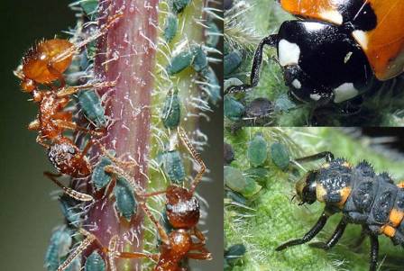 Ant, Ladybird feeding on Nettle.jpg