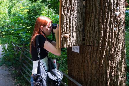 girl-photographing-bee-tree-bnd-1500.jpg