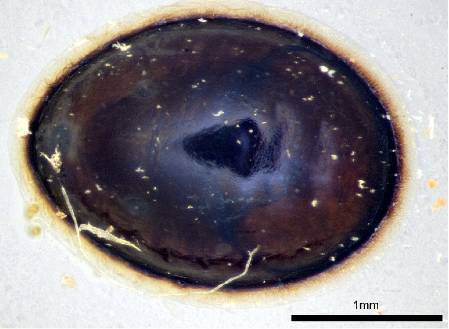 pupal case.jpg