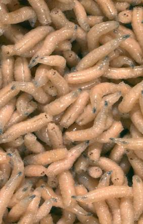 2014-10-16 Gross maggots 1-1.jpg