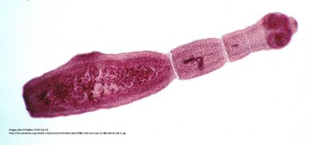 Echinococcus-multilocularis-adult.jpg