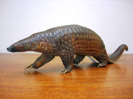 Sunda or Malyan pangolin ii.JPG