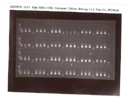 PCR image.jpg