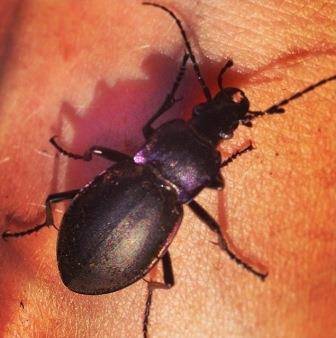 NaturePlus: Beetle blog : Tags : coleoptera