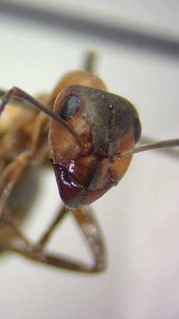 Katys wood ant.jpg