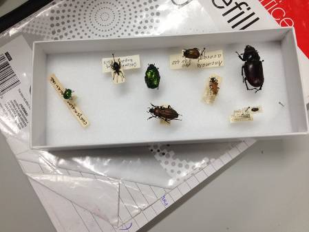 A few of our beetles for identifying.jpg