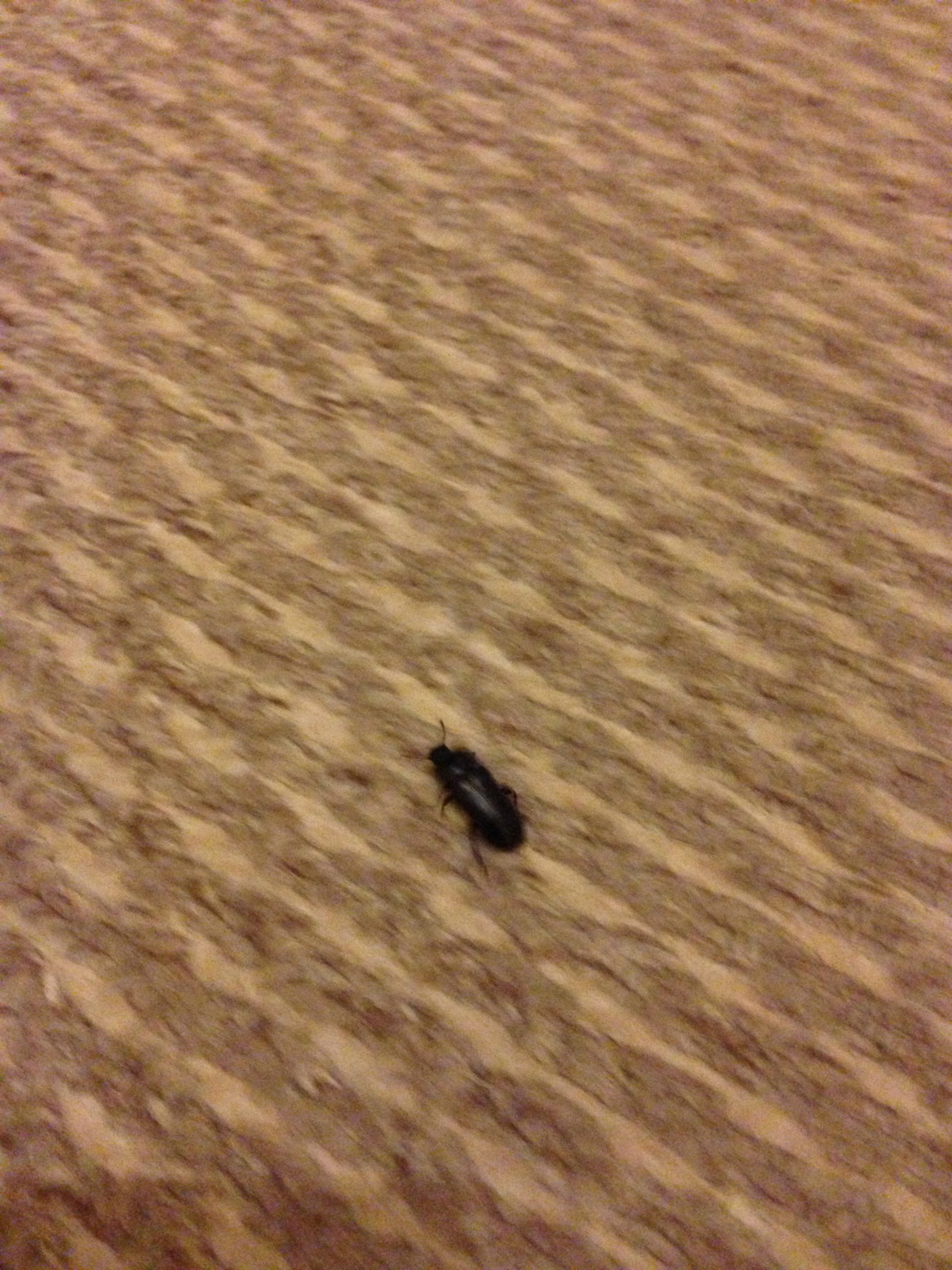 ground beetle in house uk