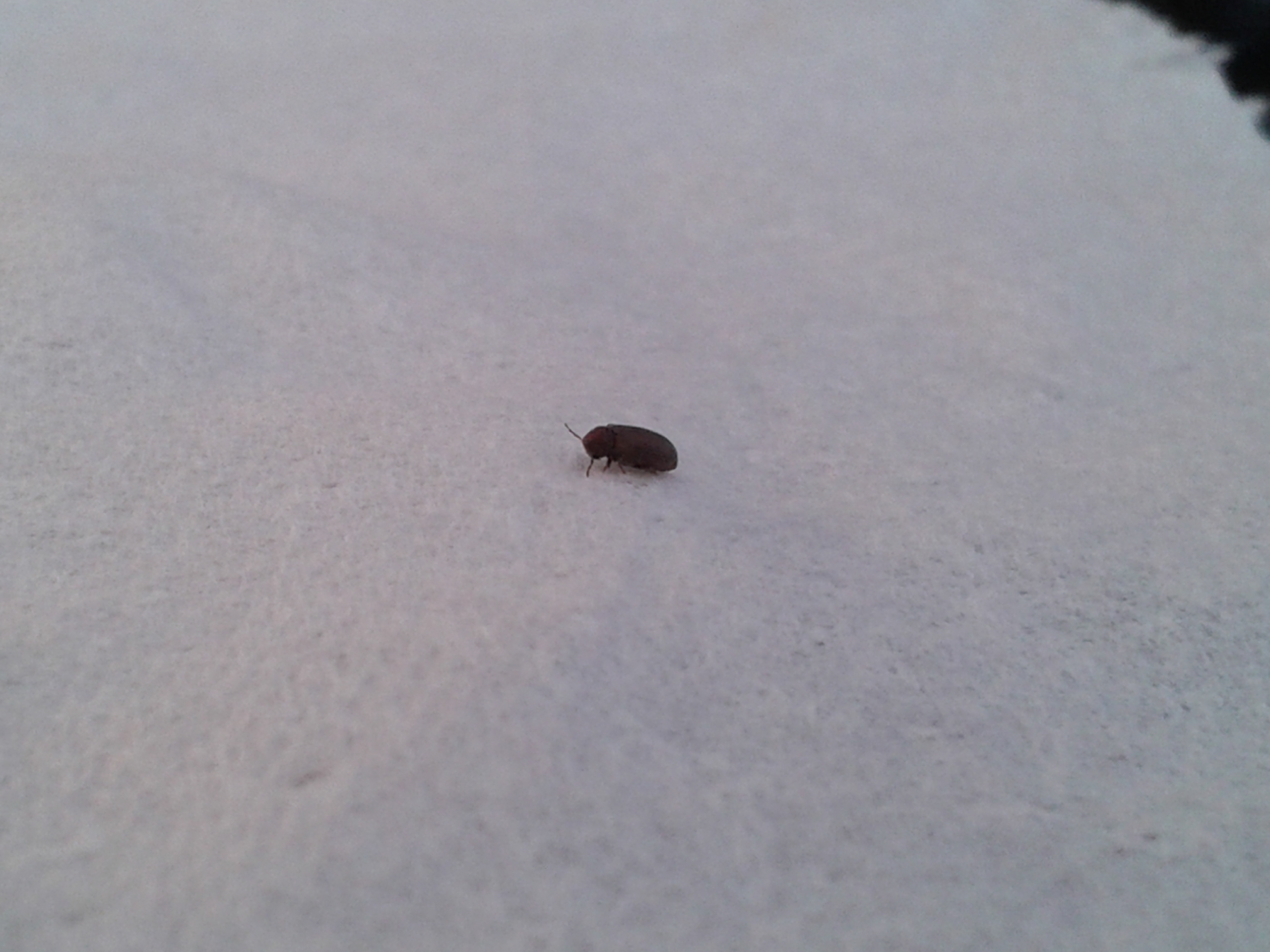 little black beetle bugs in house uk - Berna Freund