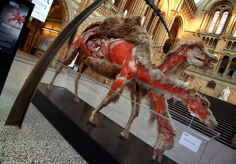 NaturePlus: What's new at the Museum: The Body Worlds animals and their  show-stopping insides have arrived