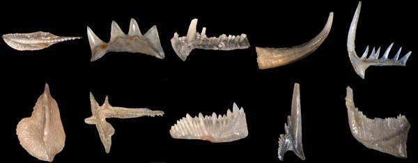 NaturePlus: Curator of Micropalaeontology's blog: Conodonts - the most  controversial microfossils?
