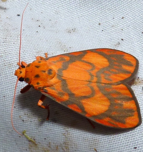 NaturePlus: Curator of Lepidoptera : 2013 : July
