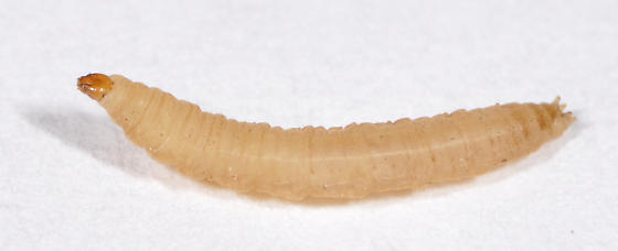 NaturePlus: Curator of Diptera's blog : Tags : larvae