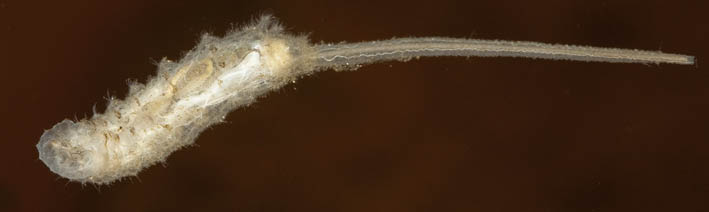 Natureplus Curator Of Diptera S Blog Posterior Spiracles Anyone