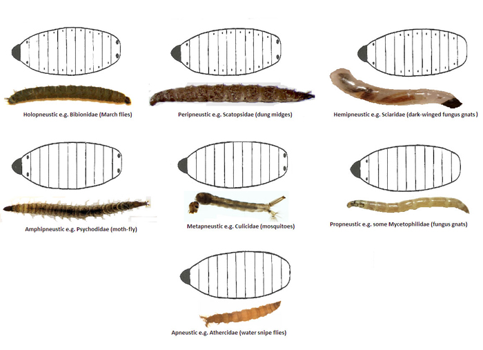 NaturePlus: Curator of Diptera's blog : Tags : maggots