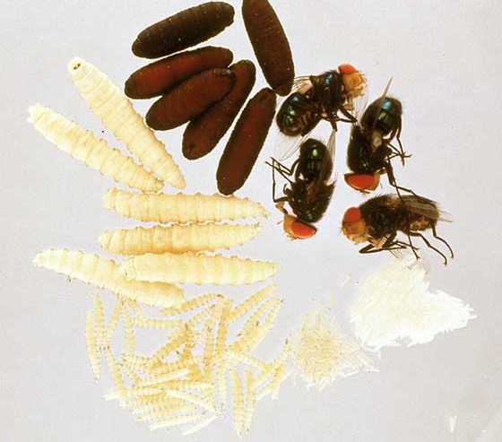 NaturePlus: Super-flies and parasites : Tags : forensic_entomology