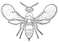 Blastophaga psenes - Female