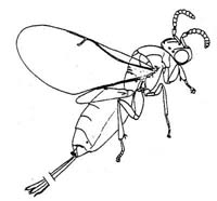Sycophaginae - Female