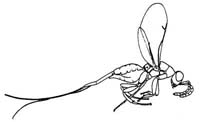 Sycoryctinae - Female