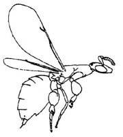 Otitesellinae - Female