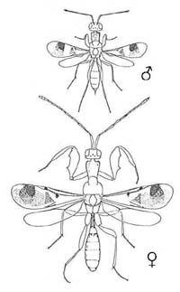 Heydenia pretiosa