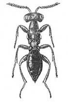 Notanisus sexramosus - Female
