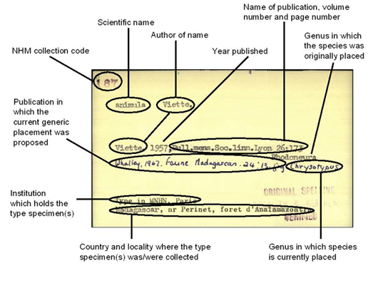 A representative index card for a species name, showing how information is typically arranged.