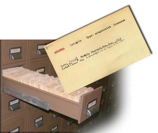 A typical card index drawer and index card