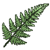 Specimen image