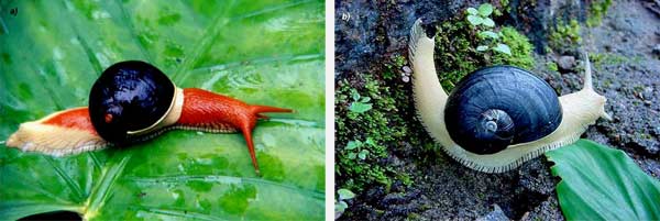 Indrella ampulla (Benson)