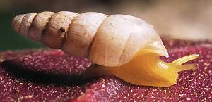 Eutomopeas layardi