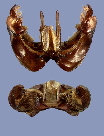 assamensis