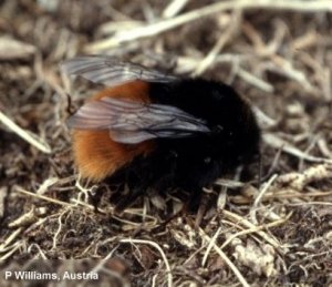 B. alpinus B. alpinus