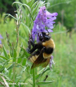 B. borealis B. borealis