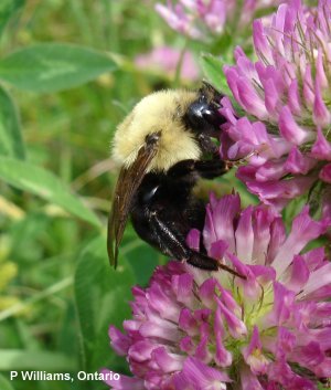 B. citrinus B. citrinus